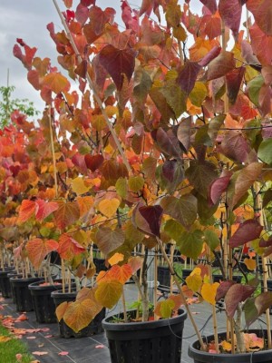 Afbeelding Amerikaanse Judasboom - Cercis canadensis 'Forest Pansy'
