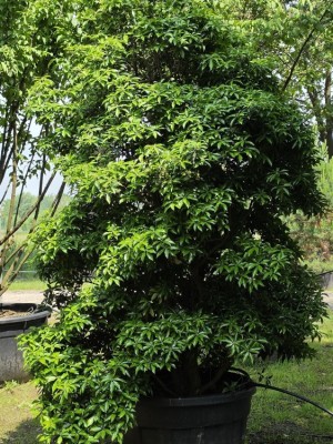 Afbeelding Immergrüner Waldgartenstrauch - Pieris japonica