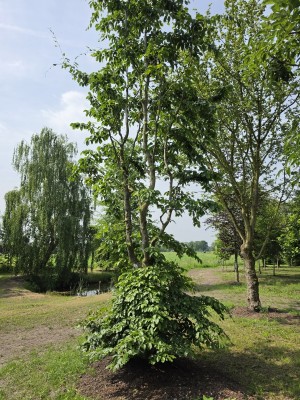 Afbeelding Fagus sylvatica groene beuk als klimboom - Fagus sylvatica