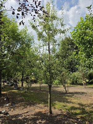 Afbeelding Handpeer - Pyrus communis (handpeer)