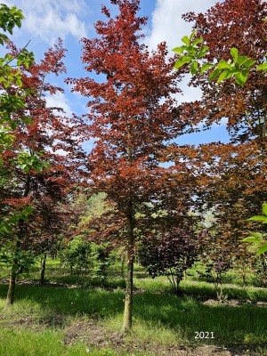 Afbeelding Rotbuche - Fagus sylvatica 'Atropunicea'