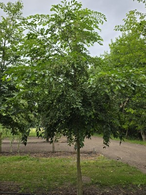 Afbeelding Storaxboom - Styrax japonicus