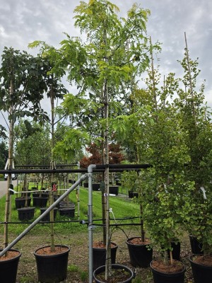 Afbeelding Lederhülsenbaum - Gleditsia triacanthos ‘Sunburst'