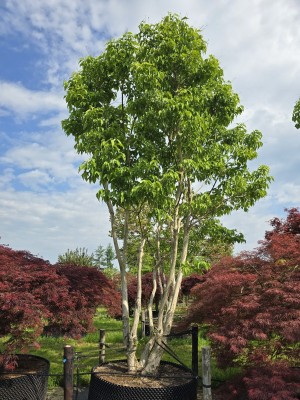 Afbeelding Sieben-Söhne-des-Himmels-Strauch - Heptacodium miconioides