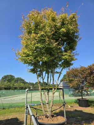 Afbeelding Japanischer Ahorn - Acer palmatum 'Ueno Yama'