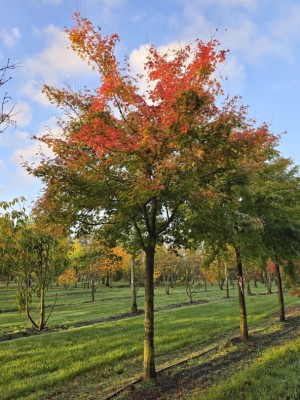 Afbeelding Japanischer Ahorn Baumform - Acer palmatum
