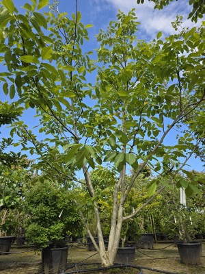 Afbeelding Walnoot - Juglans regia
