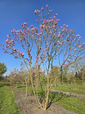 Afbeelding Magnolia - Magnolia 'Susan'