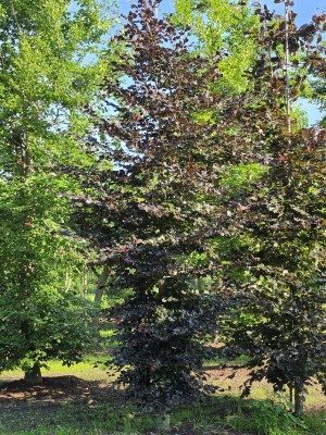 Afbeelding Rode Beuk als beveerde struikboom - Fagus sylvatica 'Atropunicea'