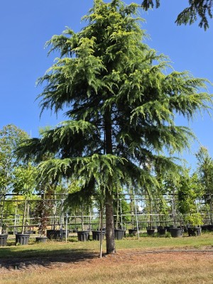 Afbeelding Himalaya-Zeder 'Aurea' - Cedrus deodara 'Aurea'