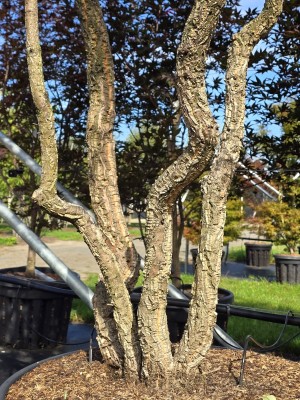 Afbeelding Korkeiche - Quercus Suber