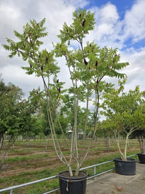 Afbeelding Fluweelboom - Rhus Typhina