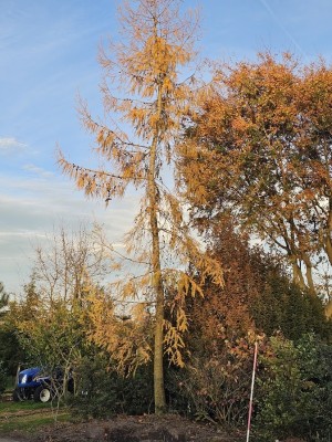 Afbeelding Japanse Lariks - Larix kaempferi