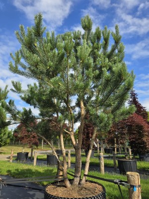 Afbeelding Grove Den - Pinus sylvestris
