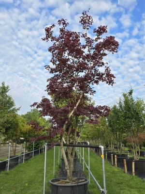 Afbeelding Japanse Esdoorn - Acer palmatum 'Bloodgood'