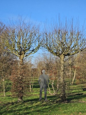 Afbeelding DUO van 2 dakbomen Haagbeuk - Carpinus betulus