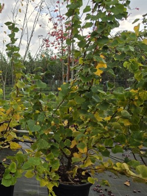 Afbeelding kleine linde - Tilia cordata 'Winter Orange'