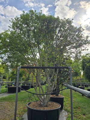 Afbeelding Schijnhulst met voorjaarsbloei - Osmanthus x Burkwoodii