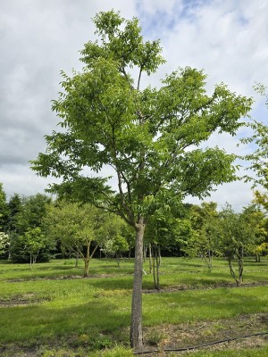 Afbeelding Amur Kurkboom - Phellodendron amurense