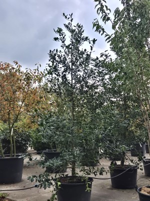 Afbeelding Amerikaanse hulst - Ilex 'Nellie R. Stevens'
