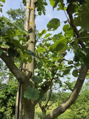 Afbeelding Goudreinet - Malus domestica 'Rode Boskoop'