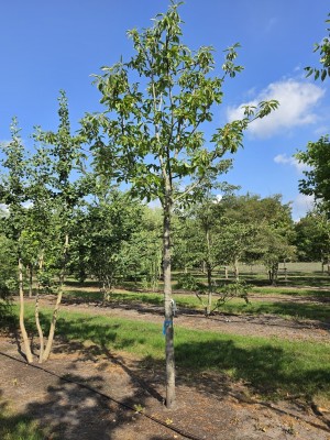 Afbeelding Tamme kastanje - Castanea sativa 'Lyon'