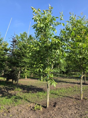 Afbeelding Walnuss - Juglans regia