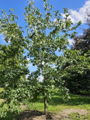 Afbeelding Amberboom op voetstam - Liquidambar styraciflua op voetstam