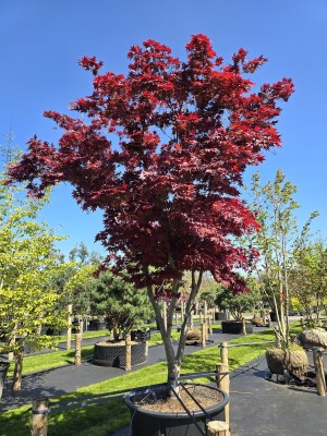 Afbeelding Japanse esdoorn - Acer palmatum 'Bloodgood'