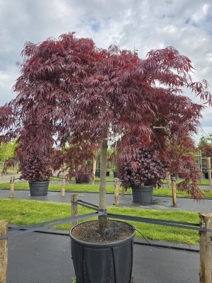 Afbeelding Japanse esdoorn - Acer palmatum 'Inaba Shidare'