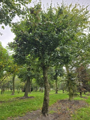 Afbeelding Feldahorn als Vogelbaum - Acer campestre