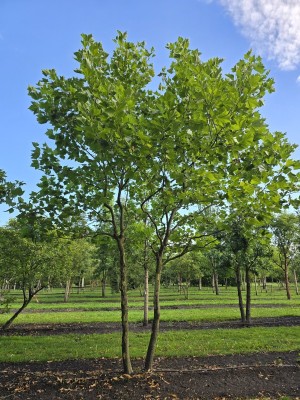 Afbeelding Mehrstämmige Platane - Platanus hispanica