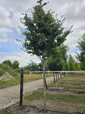 Afbeelding Persisches Eisenholz - Parrotia persica 'Vanessa'