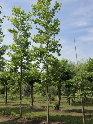 Afbeelding Plataan - Platanus hispanica