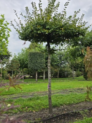 Afbeelding Hainbuche mit ausgewachsenem Schirmdach - Carpinus betulus