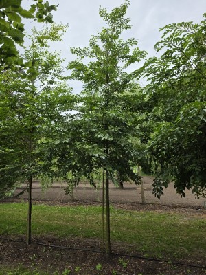Afbeelding Storaxboom - Styrax japonicus