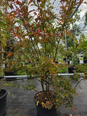 Afbeelding roodpaarse indische sering - Lagerstroemia indica 'Benoit'