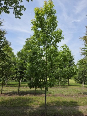 Afbeelding Amberboom Palo Alto als halfstam - Liquidambar styraciflua 'Palo Alto'