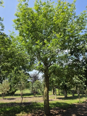 Afbeelding Chinese vleugelnoot - Pterocarya Stenoptera