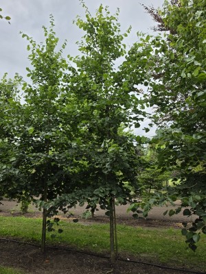 Afbeelding Krimlinde - Tilia x europaea 'Euchlora'