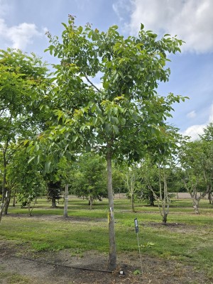 Afbeelding Walnotenboom als parasolboom - Juglans Regia