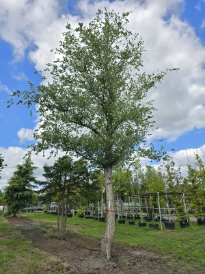 Afbeelding Zwarte Berk - Betula nigra