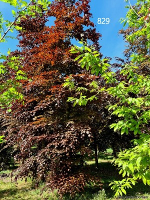 Afbeelding Rode Beuk - Fagus sylvatica 'Atropunicea'
