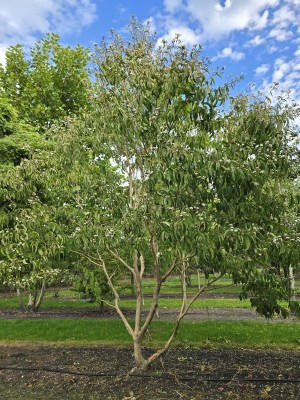 Afbeelding Sieben-Söhne-Strauch - Heptacodium miconoides