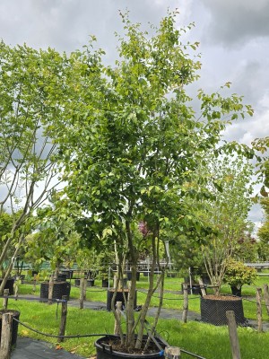 Afbeelding Perzisch IJzerhout - Parrotia persica