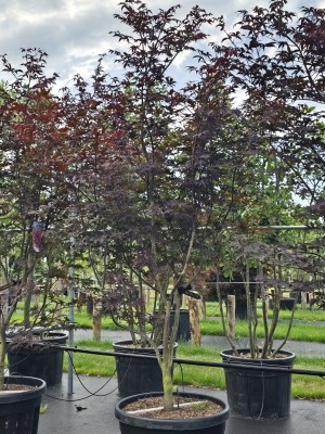 Afbeelding Japanse esdoorn - Acer palmatum 'Red Emperor'