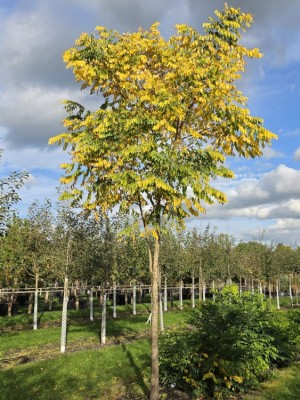 Afbeelding Doodsbeenderenboom - Gymnocladus dioica
