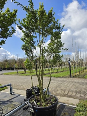 Afbeelding Japanse hulst - Ilex crenata 'Green Hedge'