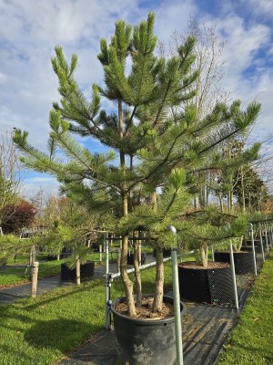 Afbeelding 3 stammige Oostenrijkse Den - Pinus nigra  subsp. nigra