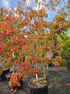 Afbeelding Japanse grootbloemige roze kornoelje - Cornus  kousa  'Scarlet Fire'